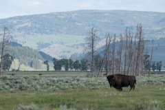 Yellowstone38