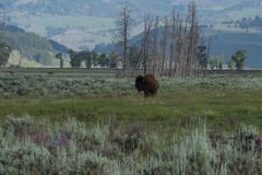 Yellowstone39